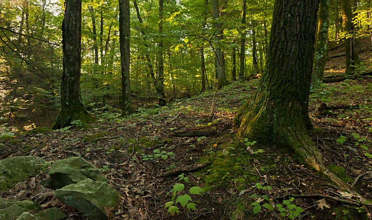 Frog Hollow Shaupeneak Ridge