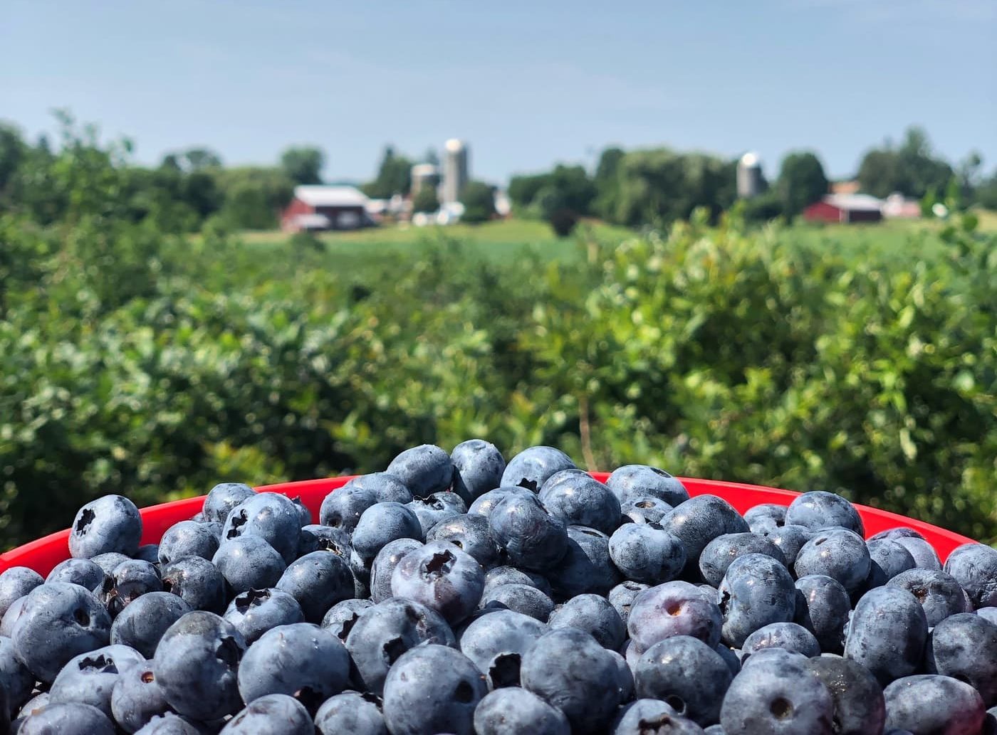 Blueberry Picking at Greig Farm in Red Hook NY