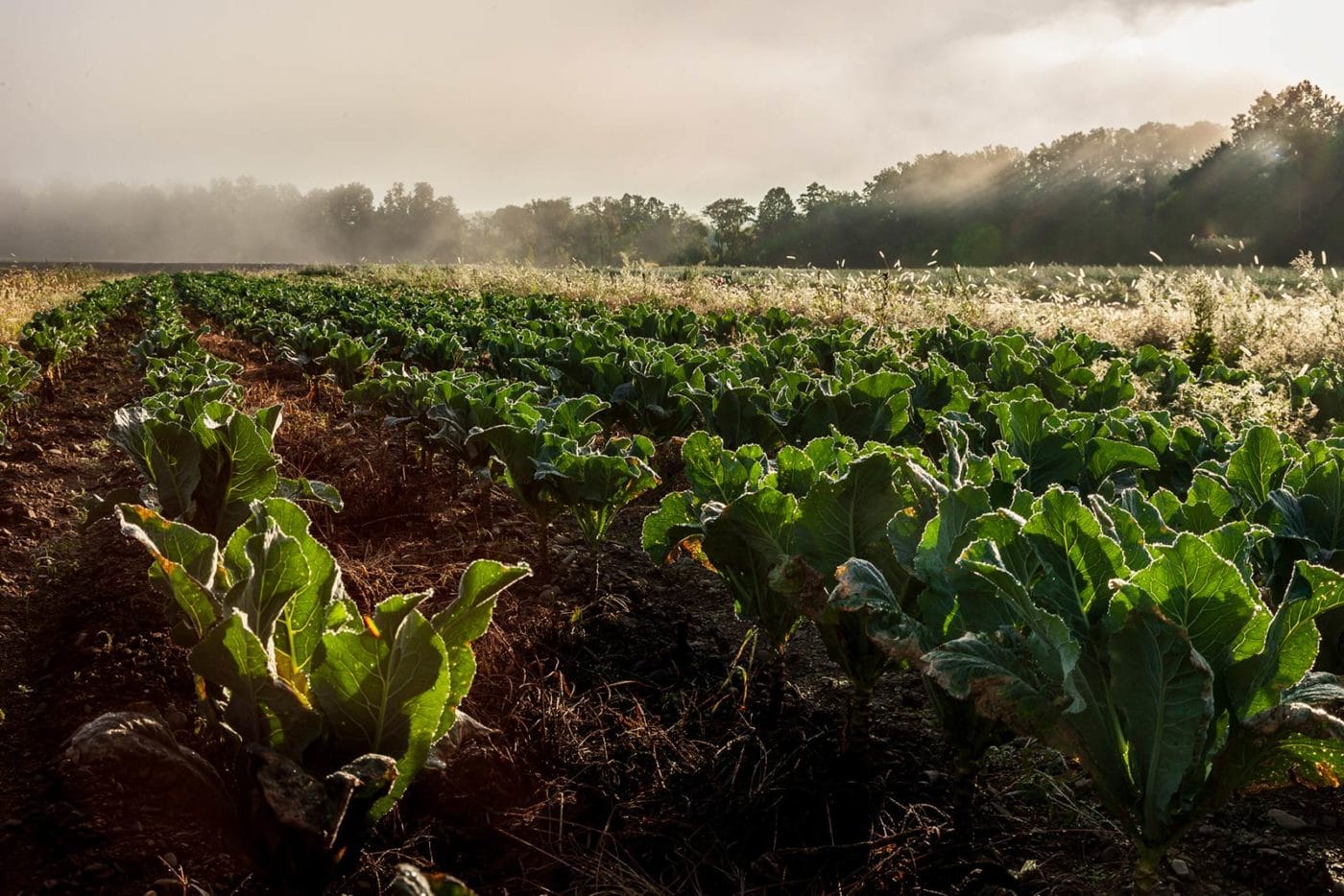 Crops at Millers Crossing