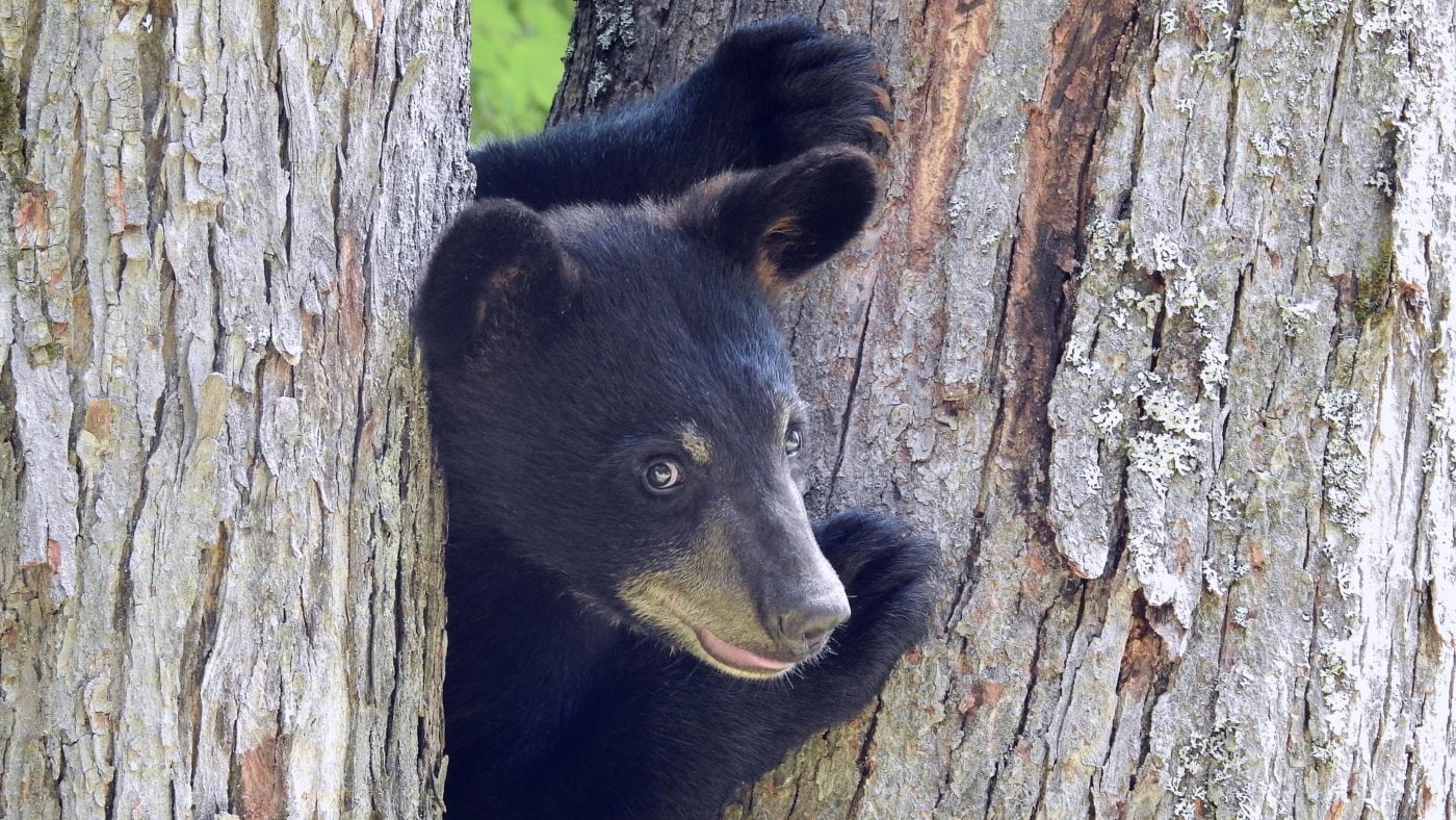 Black Bear (Photo: Jim Mulhaupt on Flickr ((CC BY-NC-ND 2.0))
